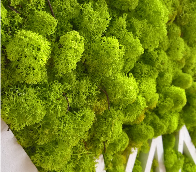 Voordelen van het toevoegen van planten aan je kantoor